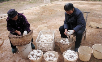 馮先美食用菌種植成就三個大學(xué)生 ()