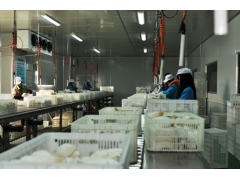 蘑菇机械 蘑菇生产线 蘑菇整理打包生产流水线图1