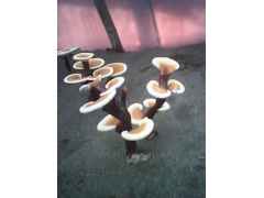 蜜环菌，萌发菌菌种，灵芝菌种图1