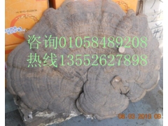 松针层孔菌桑黄桦褐孔菌白桦茸斑褐平盖红缘野生灵芝图1