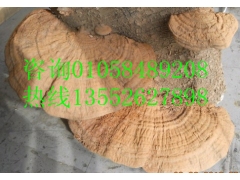 松针层孔菌桑黄桦褐孔菌白桦茸斑褐平盖红缘野生灵芝图2