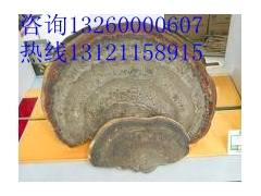 松针层孔菌桑黄桦褐孔菌白桦茸斑褐平盖红缘野生灵芝图3