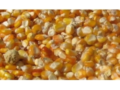 天惠养殖基地求购玉米,小麦,大豆,高粱等饲料原料图1