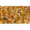 天惠养殖基地求购玉米,小麦,大豆,高粱等饲料原料