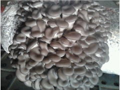 供应高温平菇，秀珍菇，菌种菌棒图1