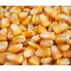 【刘经理】求购玉米、小麦、高粱做饲料