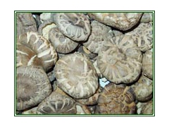 求购香菇木耳银耳各种食用菌图2