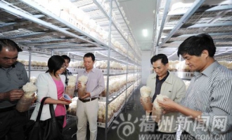 绣球菌在福州实现工厂化批量生产