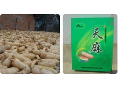 北京天麻种子天麻技术天麻价格加工图1