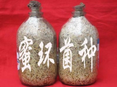 北京天麻种子天麻技术天麻价格加工图3