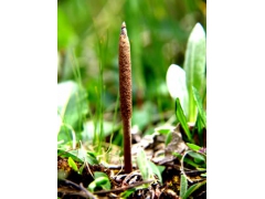 冬虫夏草种子北京冬虫夏草种植冬虫夏草价格图1