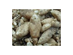 冬虫夏草种子北京冬虫夏草种植冬虫夏草价格图3