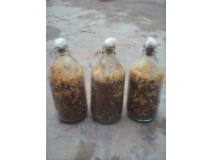 高峰食用菌专供羊肚菌菌种图1