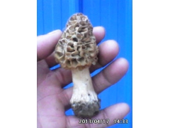 羊肚种QQ2223686254.图1