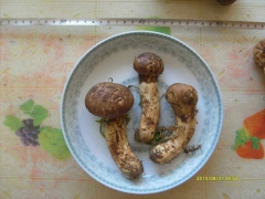 野生鲜松茸 一天到达!图1