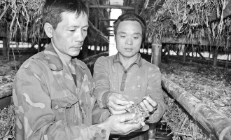 尤溪县汤川乡大力发展反季节食用菌