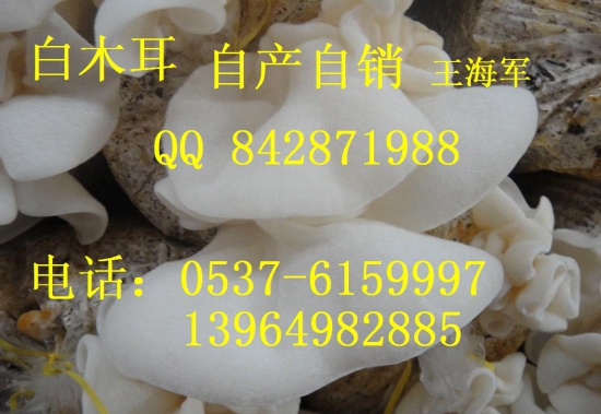 白毛木耳 白木耳 山东省白木耳 榆耳