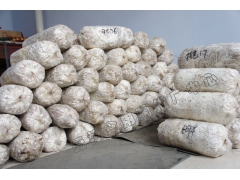 供应各种食用菌菌种图1