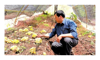 嵩明縣西山村林下野生菌種植一舉多得 ()