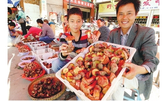 云南野生菌飄香上市 ()