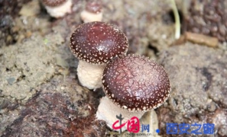 寧強縣香菇示范園地栽香菇陸續(xù)出菇 ()