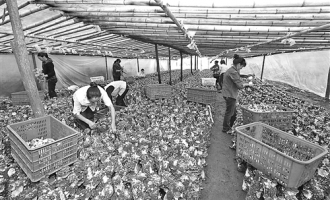 重慶長青社區(qū)香菇新品種催生蘑菇大村 ()