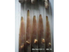 专供羊肚菌菌种图1