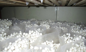 “大川生物”引进金针菇新品种适应性良好