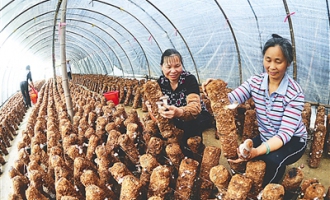 南平市延豐食用菌專業(yè)合作社年產(chǎn)量達975噸 ()