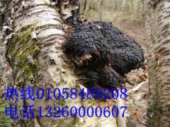 供应野生桦褐孔菌图1