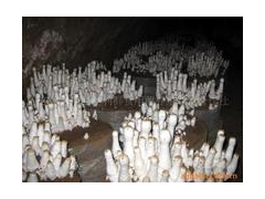 大量鸡腿菇，鲜菇，盐渍菇即将上市图1