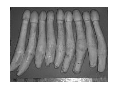 大量鸡腿菇，鲜菇，盐渍菇即将上市图2