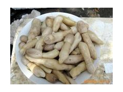 大量鸡腿菇，鲜菇，盐渍菇即将上市图3