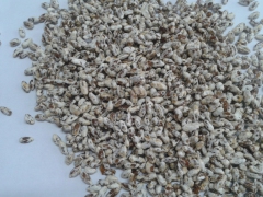 美国Sylvan（施尔丰）双孢菇菌种图2