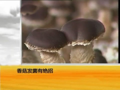 平菇香菇金针菇种植系列技术图1