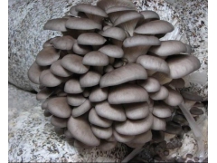 平菇香菇金针菇种植系列技术图3