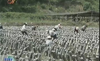 黃梅縣木耳喜獲豐收 ()
