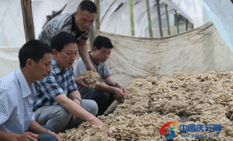 慶元縣灰樹花夏季出菇試驗(yàn)獲成功 ()