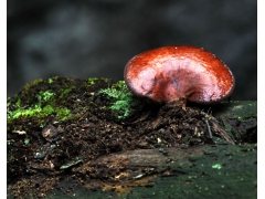 灵芝破壁孢子粉 霍山灵芝 大别山灵芝孢子粉图1