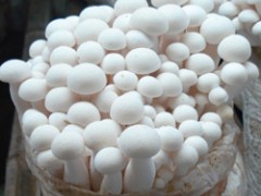 长期求购海鲜菇图1