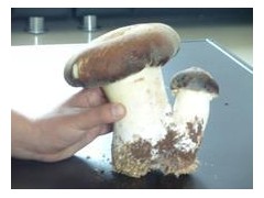 大量求购大球盖、竹荪菇等图1