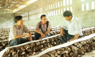 上海市農(nóng)科院專家到柳州指導(dǎo)食用菌工作 ()