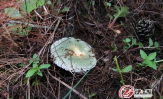 產(chǎn)菌名鄉(xiāng)遭遇菌荒　馬鳴鄉(xiāng)探尋食用菌產(chǎn)業(yè)發(fā)展新模式 ()