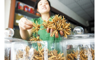 昆明市場蟲草每公斤最高降價4萬多元 ()