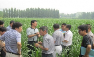 武漢市農(nóng)技推廣站計劃引進(jìn)巨菌草用于食用菌栽培 ()