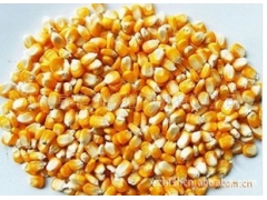大量求购玉米图1