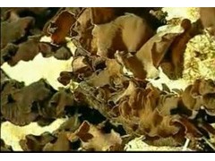 求购黄背木耳菌种图1