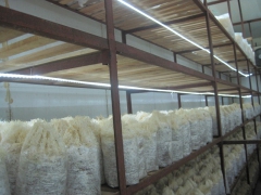 LED食用菌贴片灯带图1