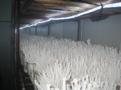 LED食用菌贴片灯带图3