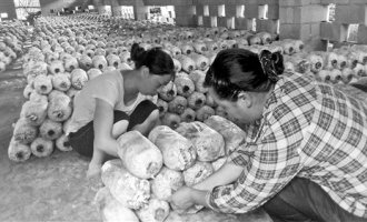 聶明亮：桑園里種食用菌供不應(yīng)求 ()